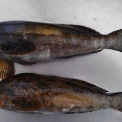 ぼちぼちの釣果