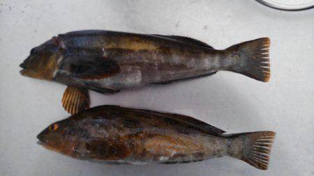 ぼちぼちの釣果