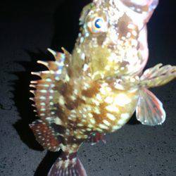 久しぶりの釣行