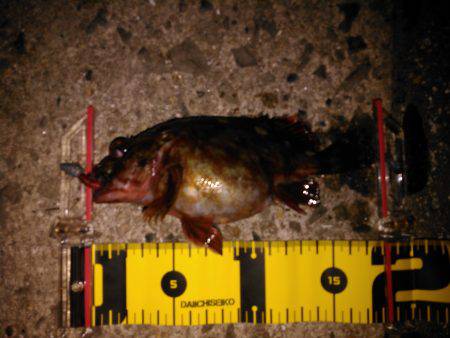 お腹がパンパンでした