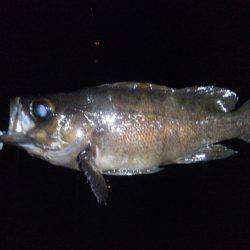 ゴロタでメバリング