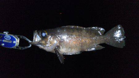 ゴロタでメバリング