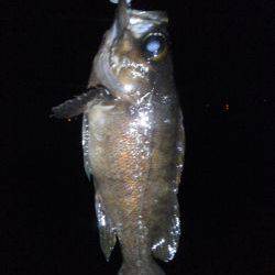 ゴロタでメバリング