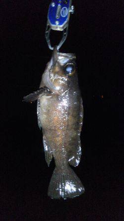 ゴロタでメバリング