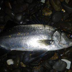 夜桜よりもメバリング