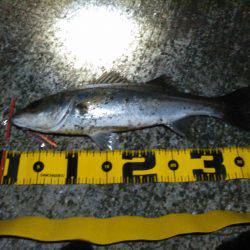 シーバス多いみたいです