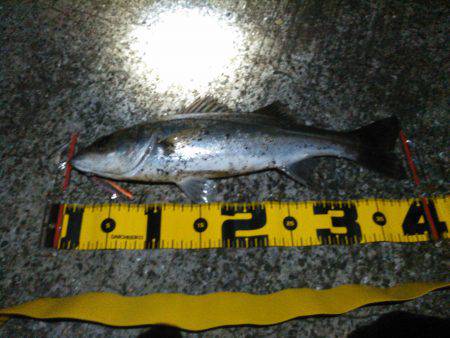 シーバス多いみたいです