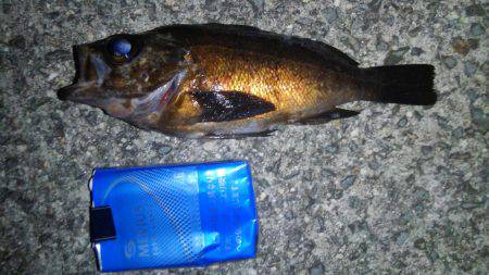 連夜のメバル調査