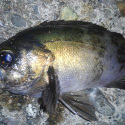 久しぶりのメバル