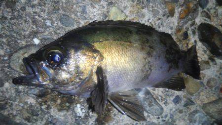 久しぶりのメバル