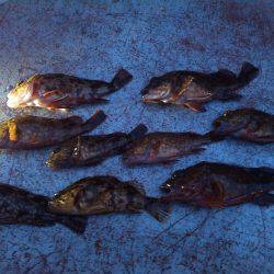 新作ワームを試しに