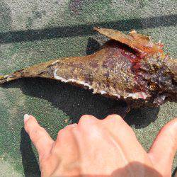 エビ撒き釣行&ノマセ