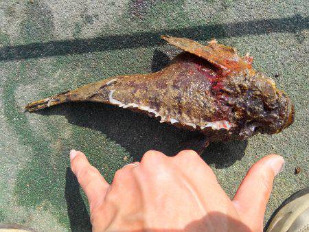 エビ撒き釣行&ノマセ