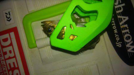 メバリングなんですが、