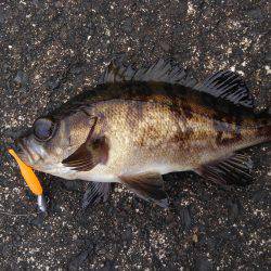 ミップル周辺で釣りをする(笑)。