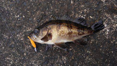 ミップル周辺で釣りをする(笑)。