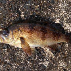 ミップル周辺で釣りをする(笑)。