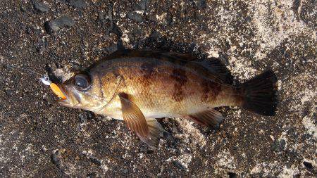 ミップル周辺で釣りをする(笑)。