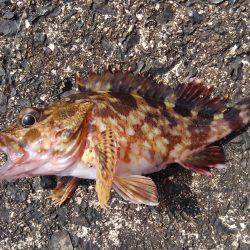 ミップル周辺で釣りをする(笑)。