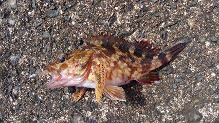 ミップル周辺で釣りをする(笑)。