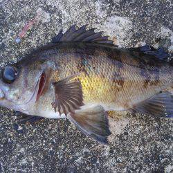 ミップル周辺で釣りをする(笑)。