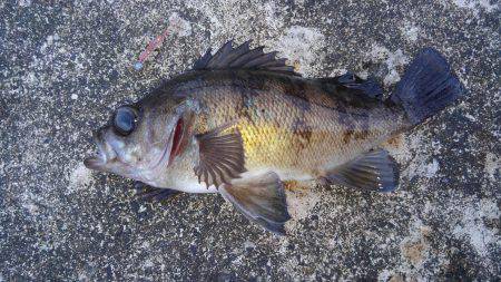 ミップル周辺で釣りをする(笑)。