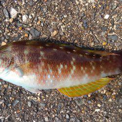 ミップル周辺で釣りをする(笑)。