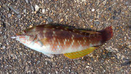 ミップル周辺で釣りをする(笑)。