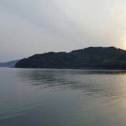 とりあえずコウイカ