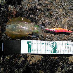 久しぶりのアオリイカ！