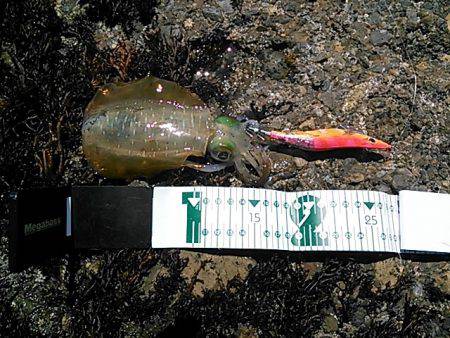 久しぶりのアオリイカ！