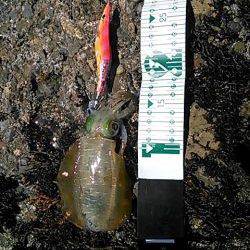 久しぶりのアオリイカ！