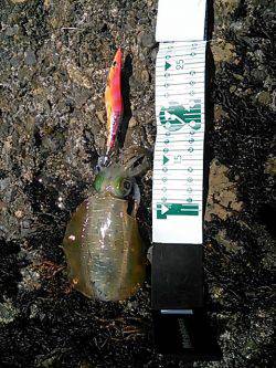 久しぶりのアオリイカ！