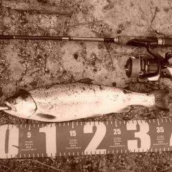 今年初のサクラ開花です。