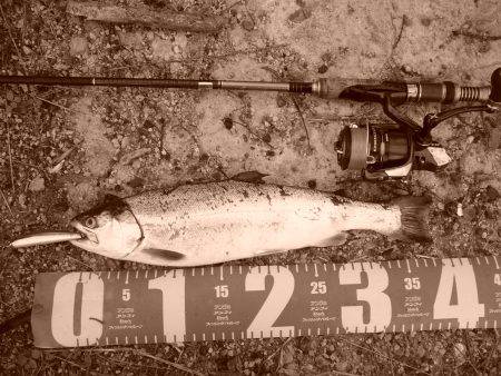 今年初のサクラ開花です。