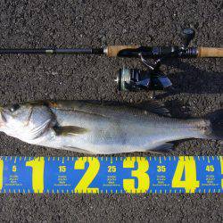 今年初のシーバスGET!