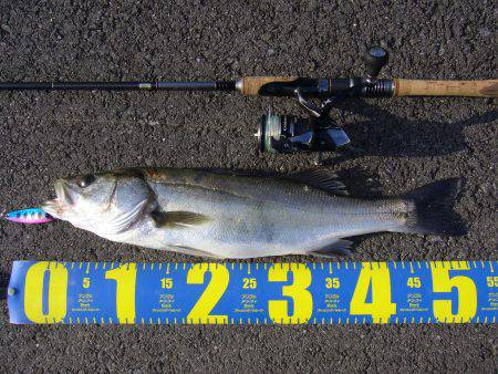 今年初のシーバスGET!