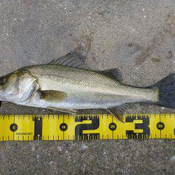 エビ撒き釣りでキビレ・ハネ☆彡