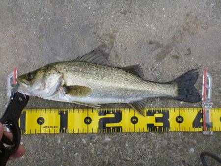 エビ撒き釣りでキビレ・ハネ☆彡