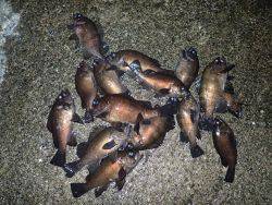 今宵もウハウハ♪