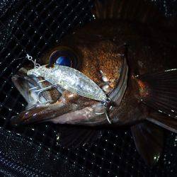 前日の雨濁りで渋いながらも！
