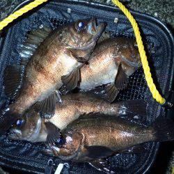 季節外れの極寒メバリング