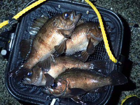 季節外れの極寒メバリング