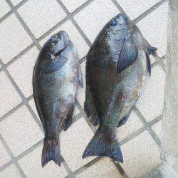 グレ2匹・・・・釣りは難しい・・・
