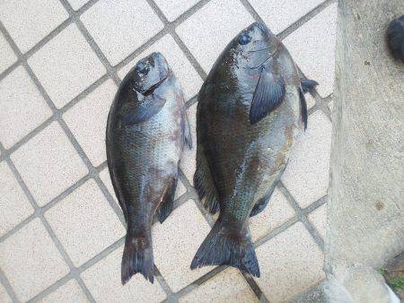 グレ2匹・・・・釣りは難しい・・・