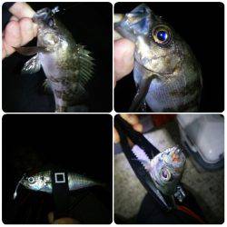 淡路島・洲本でアジング！メバルも！