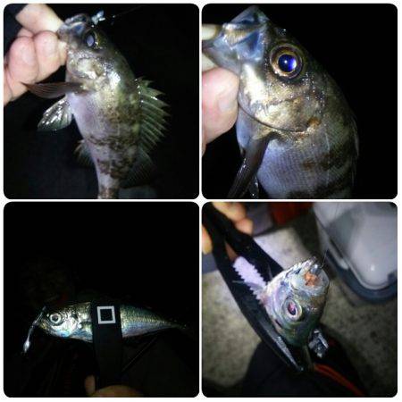 淡路島・洲本でアジング！メバルも！