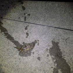 コウイカエギング