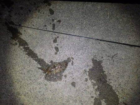 コウイカエギング