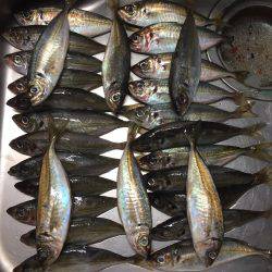 北淡路アジング！